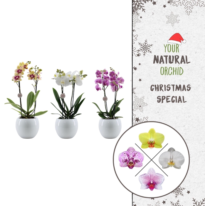 <h4>Christmas | 2 spike Flower Symphony mix | Lisa wit</h4>