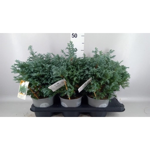 Chamaecyparis pis. 'Sky Blue'