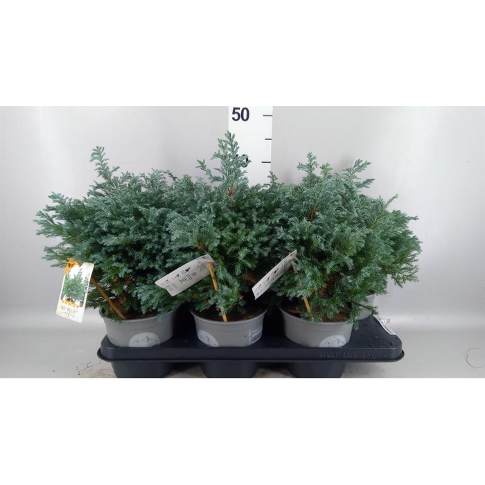 <h4>Chamaecyparis pis. 'Sky Blue'</h4>