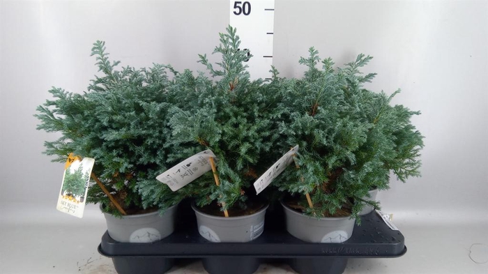 Chamaecyparis pis. 'Sky Blue'