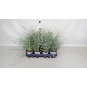 Festuca glauca