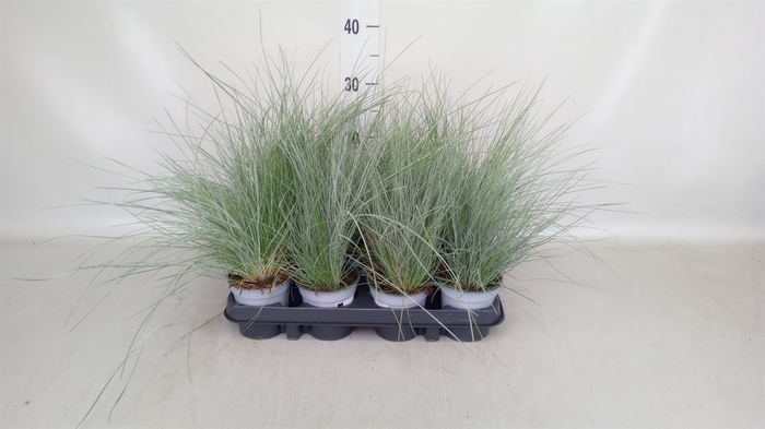 <h4>Festuca glauca</h4>