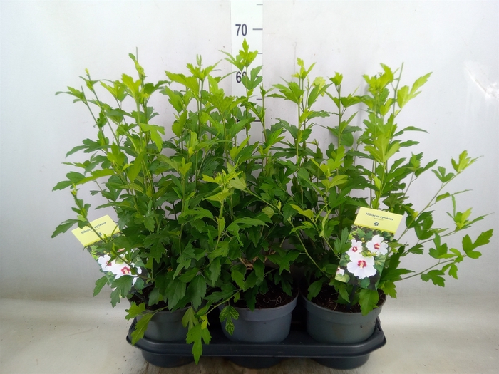 <h4>Hibiscus syriacus 'Red Heart'</h4>