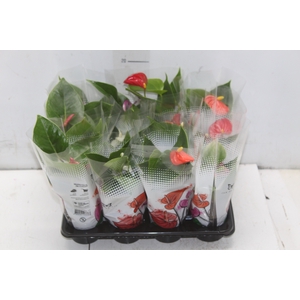 ANTHURIUM VARIADO P06