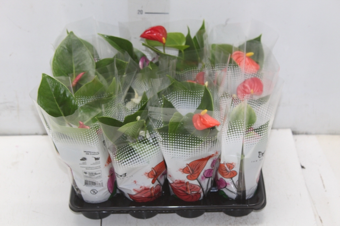 <h4>ANTHURIUM VARIADO P06</h4>