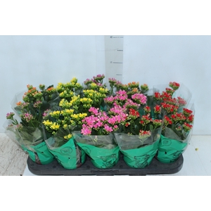 KALANCHOE P11