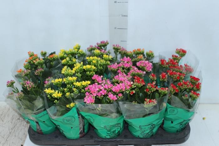 <h4>KALANCHOE P11</h4>