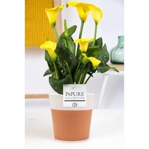 Zantedeschia yellow in P&PURE Terra Cotta 4 white