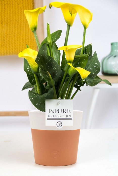 <h4>Zantedeschia yellow in P&PURE Terra Cotta 4 white</h4>