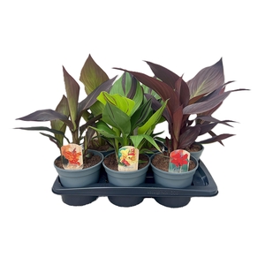 Canna Exclusive Mix p17