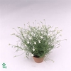 Isotoma petraea 'Milky Way'