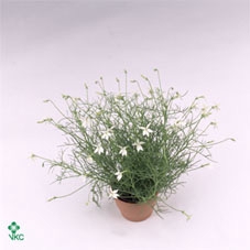Isotoma petraea 'Milky Way'
