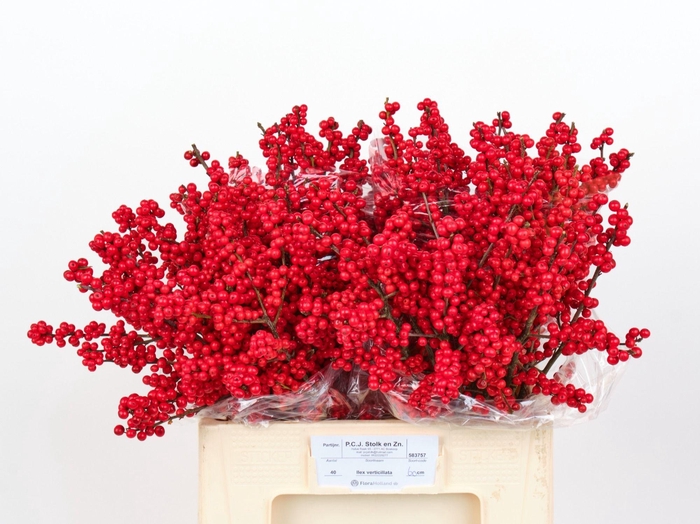 <h4>ILEX VE RODE BES</h4>