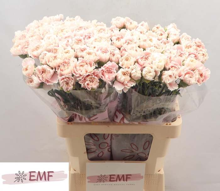 <h4>DI ST ALTAIR</h4>