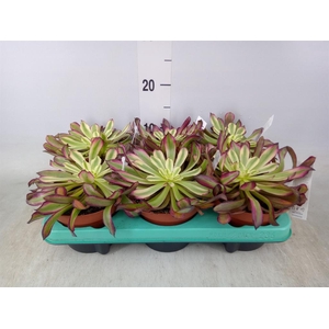 Aeonium   ...
