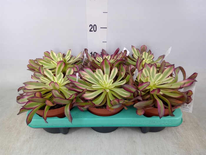 <h4>Aeonium   ...</h4>