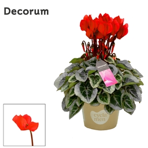 Cyclamen SS Picasso Red Decorum