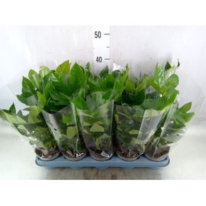 Fatsia japonica   ...