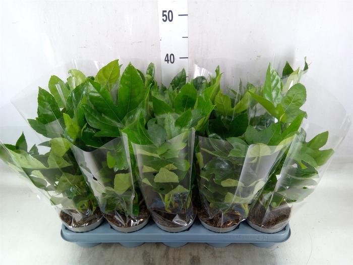 <h4>Fatsia japonica   ...</h4>