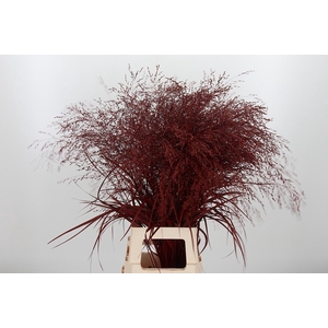 Panicum Warrior Kl Bh Bordeaux