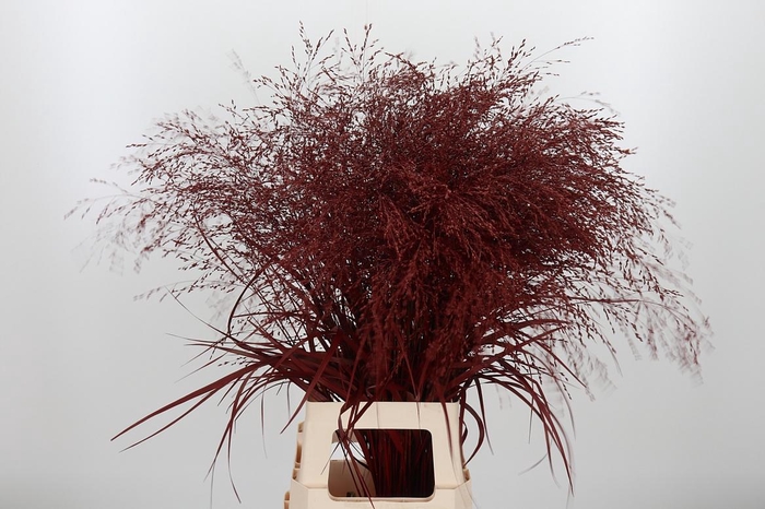<h4>Panicum Warrior Kl Bh Bordeaux</h4>