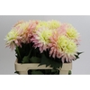 Dahlia Just Married