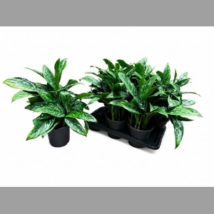 AG KL GREEN LADY