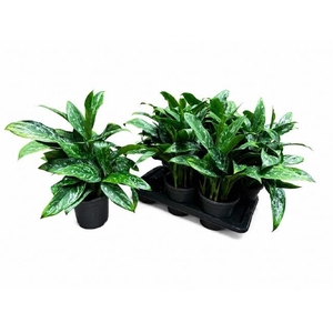 AG KL GREEN LADY