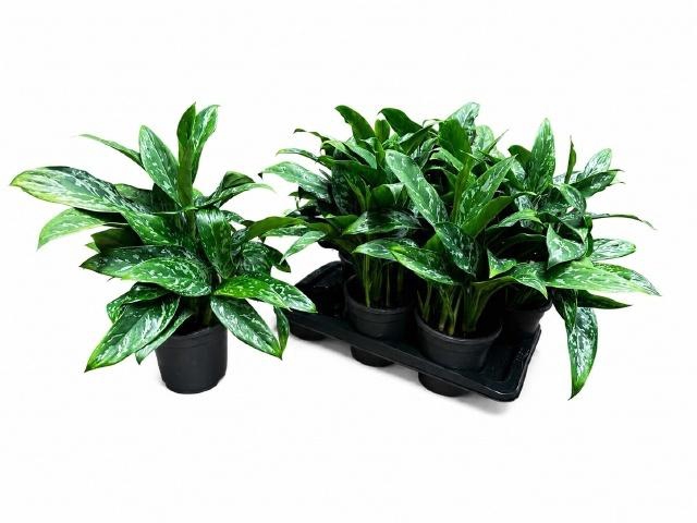 <h4>AG KL GREEN LADY</h4>