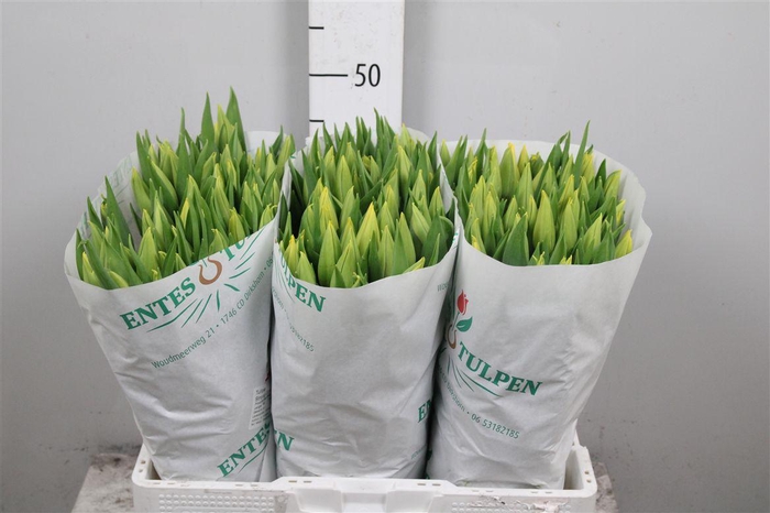 <h4>Tu En Strong Gold</h4>