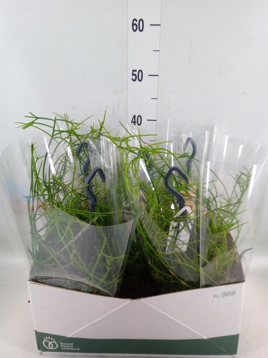 <h4>Rhipsalis   ...</h4>