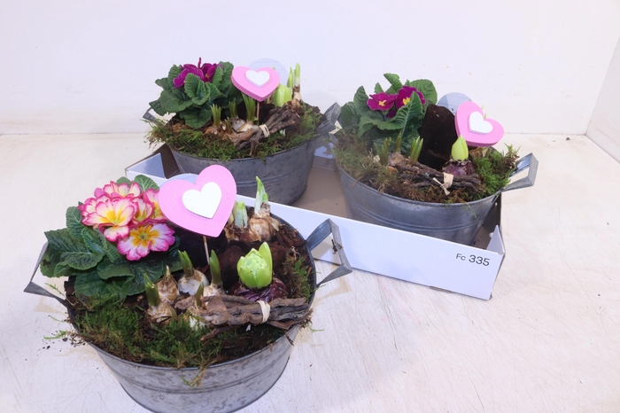 <h4>ARR TUINPLANTEN</h4>