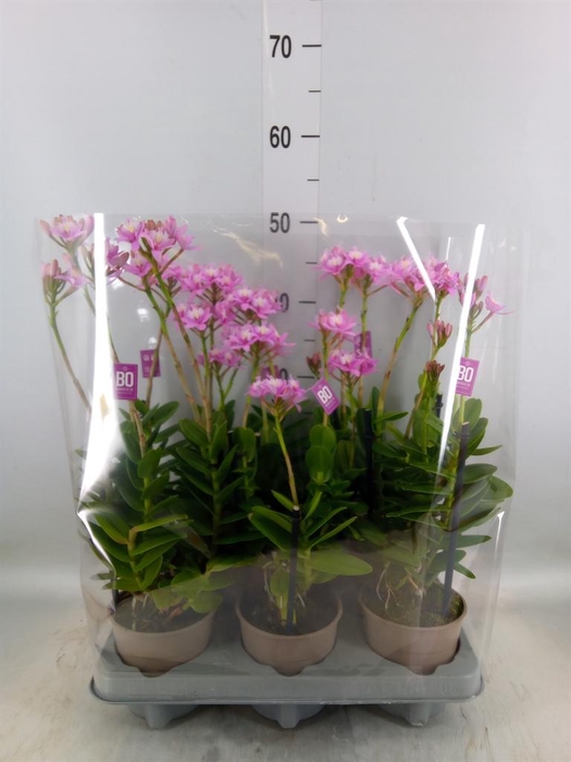 <h4>Epidendrum   ...</h4>