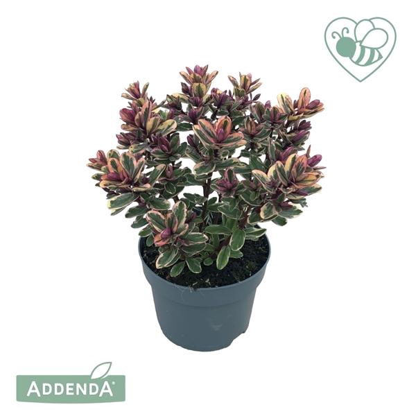 <h4>Hebe Tricolor</h4>