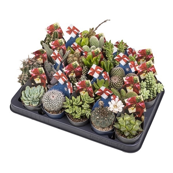 <h4>MIX CACTUS AND SUCCULENT POT Ø 6.5 WITH CHRISTMAS SHAPED POTCOVER - GIFT PACK - TRAY 20 PCS</h4>