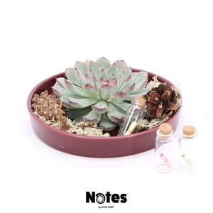 ROOTLESS Echeveria autumn, burgundy red bowl - NOTES