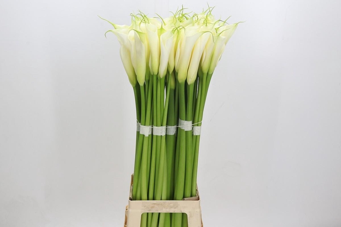 Zantedeschia Eydolls White