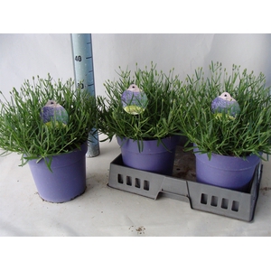 Lavandula angus. 'Hidcote'