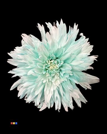 Chr G Undercover Pastel Mint