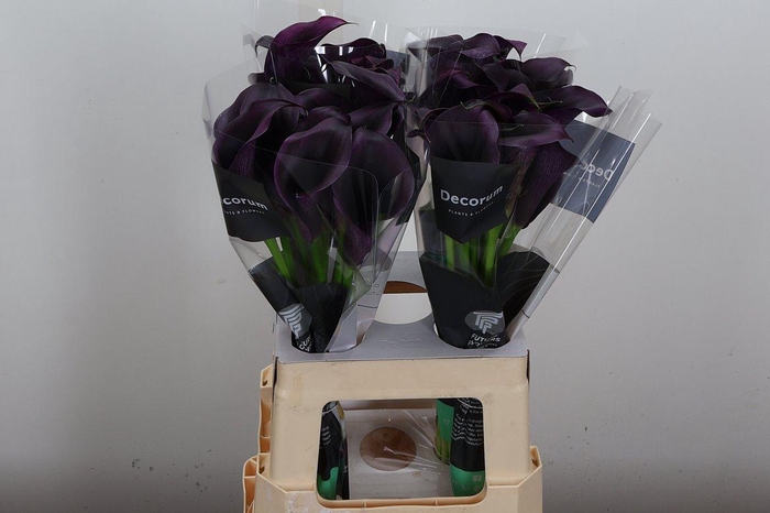 <h4>Zant Odessa</h4>