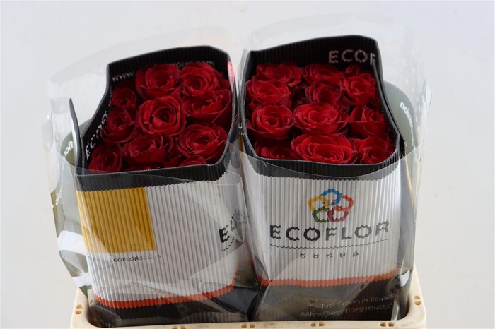 <h4>R Gr Check Mate</h4>