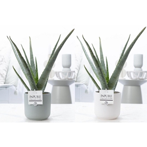 Aloe Vera in P&PURE Sophie ceramics ass. 2