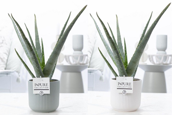 <h4>Aloe Vera in P&PURE Sophie ceramics ass. 2</h4>