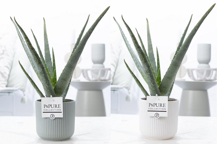 <h4>Aloe Vera in P&PURE Sophie ceramics ass. 2</h4>