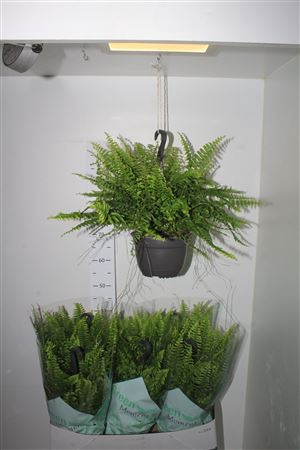 <h4>Nephr Ex Green Momen Hangpot</h4>