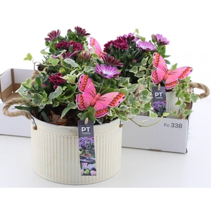 ARR TUINPLANTEN