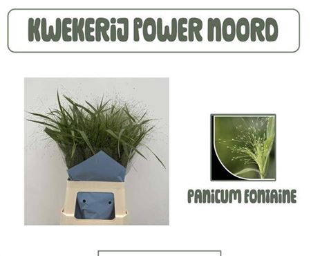 <h4>Panic Vi Fontaine 60 Cm</h4>