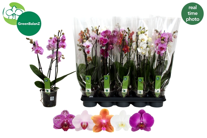 <h4>PHAL GEM 5 KL</h4>