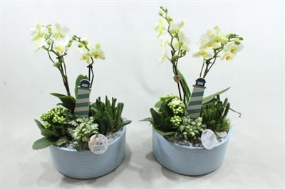 <h4>Ph04 Stella Blue</h4>