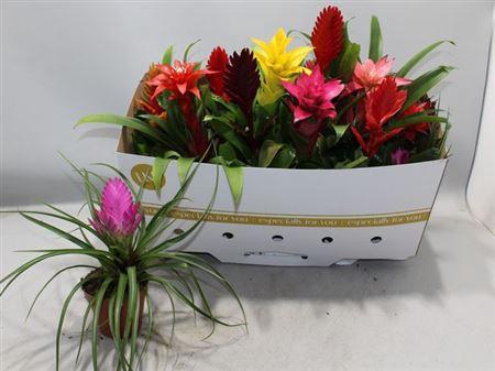 <h4>Bromelia Gem</h4>